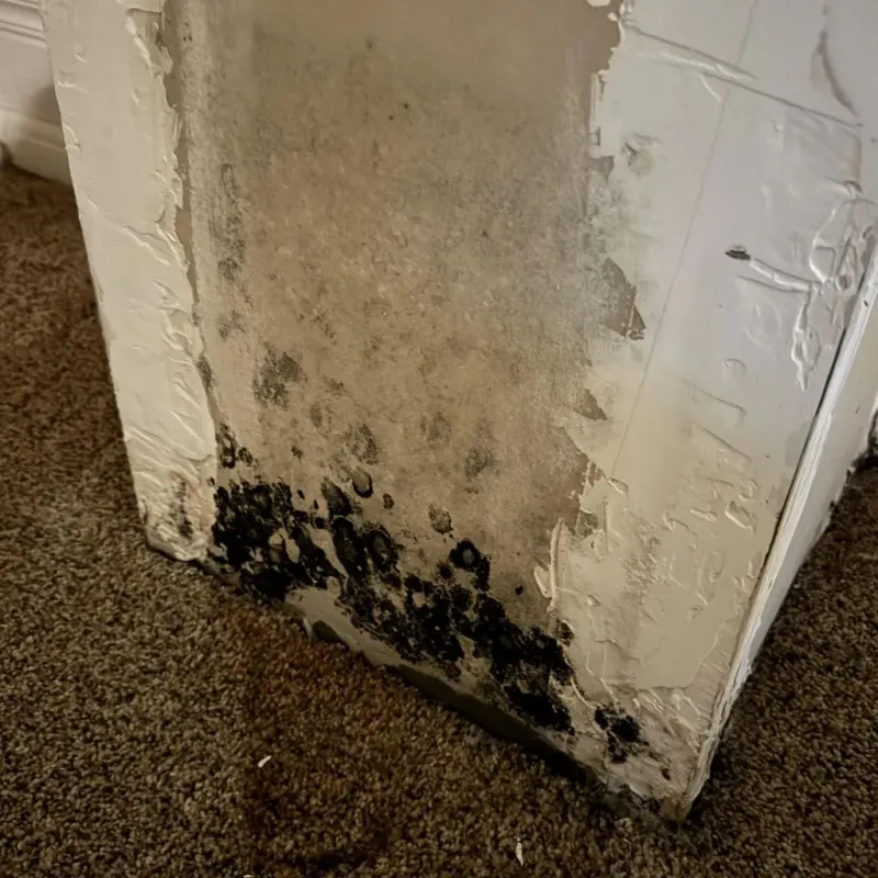 Professional Mold Removal in Riverton, WY
